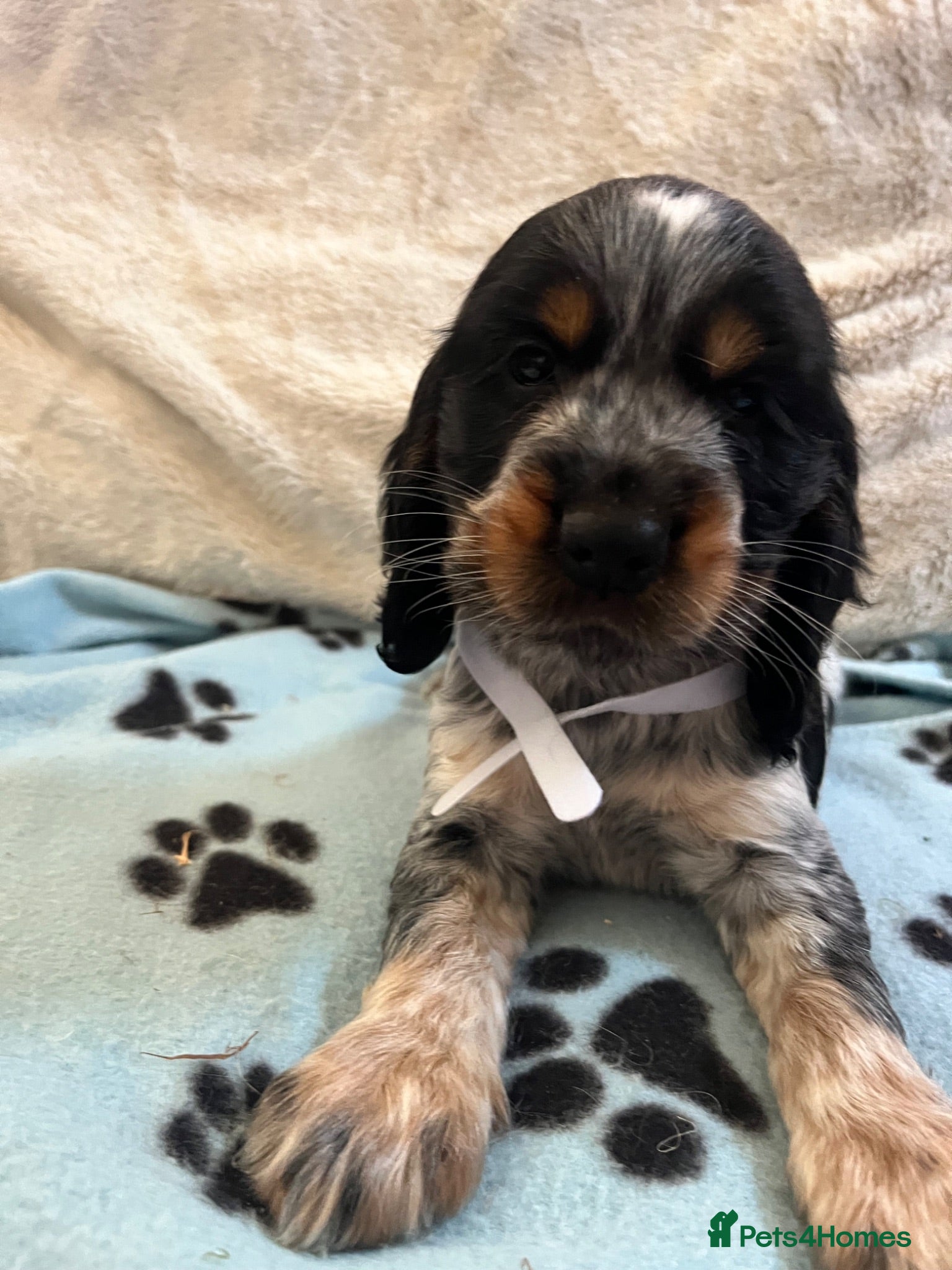 Cocker Spaniel dogs Stunning show type cocker spaniel puppies  - Advert 13
