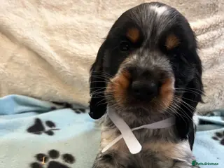 Cocker Spaniel dogs Stunning show type cocker spaniel puppies - Advert 13