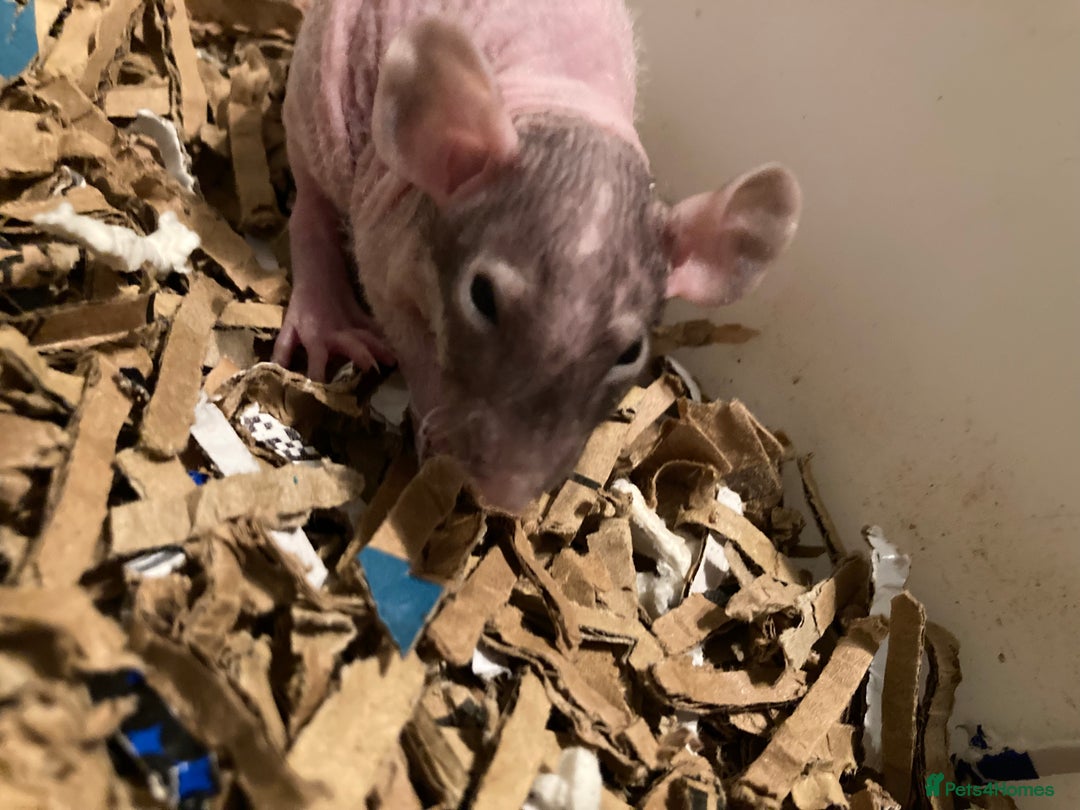 Rat rodents for sale: Rats for sale hull - Advert 5