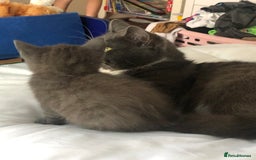 British Shorthair cats for sale: Shorthair x Maincoon kittens for sale - Image 9