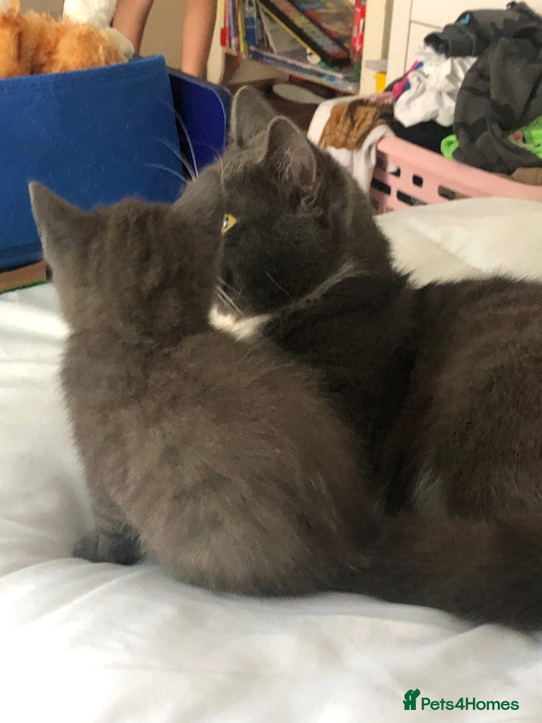 British Shorthair cats for sale: Shorthair x Maincoon kittens for sale - Image 9