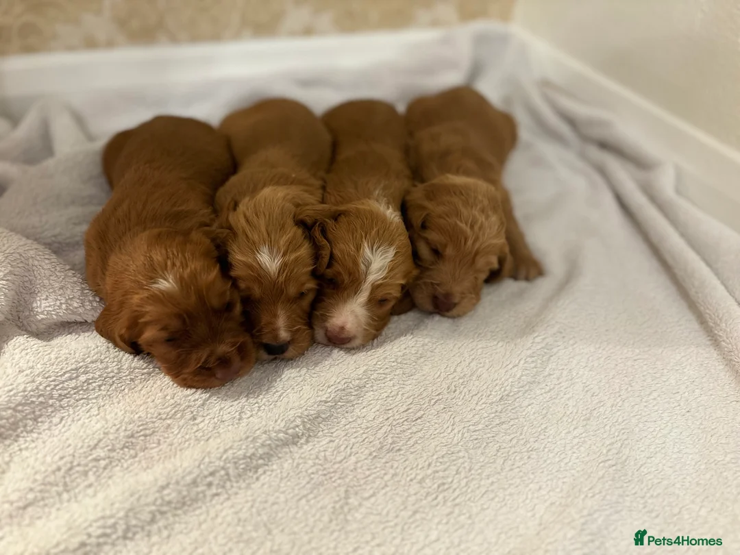Cocker Spaniel dogs for sale: Working type cocker spaniel puppys - Advert 14