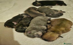 French Bulldog dogs for sale: Exquisite Pedigree French Bull Dog Puppies  - Image 10