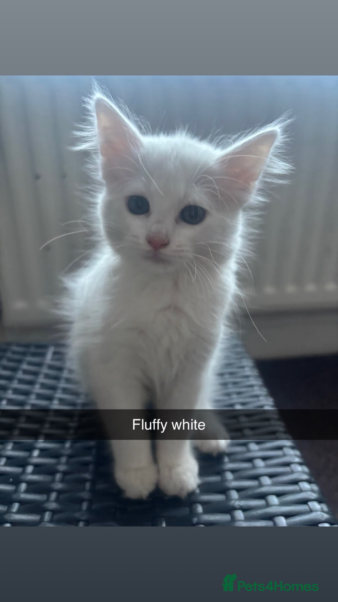 Mixed Breed cats for sale: White kittens ready to go in Southall - Advert 4