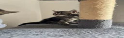 American Shorthair cats for sale: 🌟Kittens Ready for 4ever Home🌟 - Advert 15