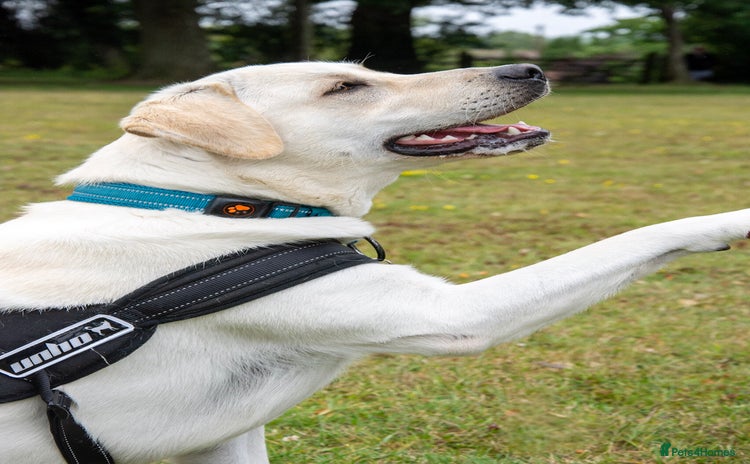 Labrador Retriever dogs in Gravesend - Advert 1