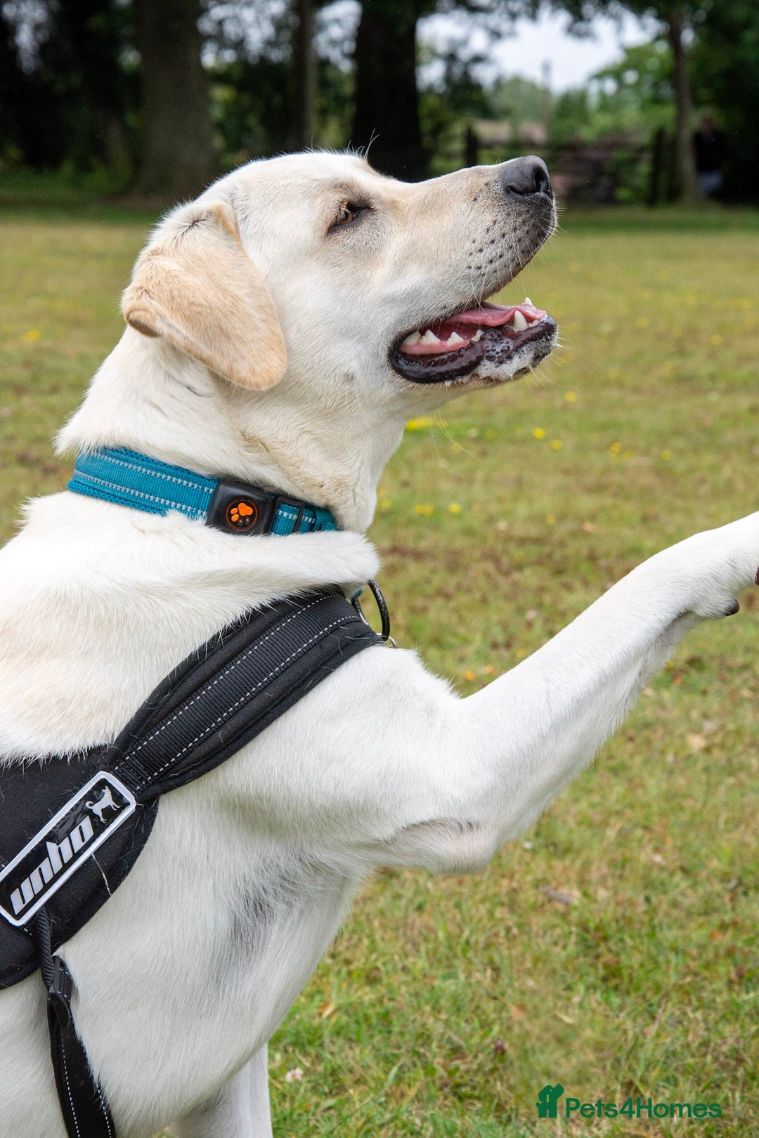 Labrador Retriever dogs for stud: Labrador Retriever for Stud - Marley in Gravesend - Image 1