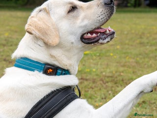 Labrador Retriever dogs in Gravesend - Advert 9