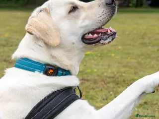 Labrador Retriever dogs Labrador Retriever for Stud - Marley - Advert 6