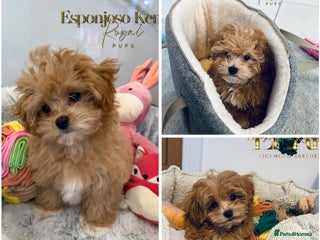 Maltipoo dogs 👑WAITING LIST ☕️ RARE🧸 F1 ASIAN MALTIPOO👑 - Advert 3
