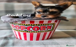 Yorkshire Terrier dogs for sale: miniature toy yorkie pups - Image 14