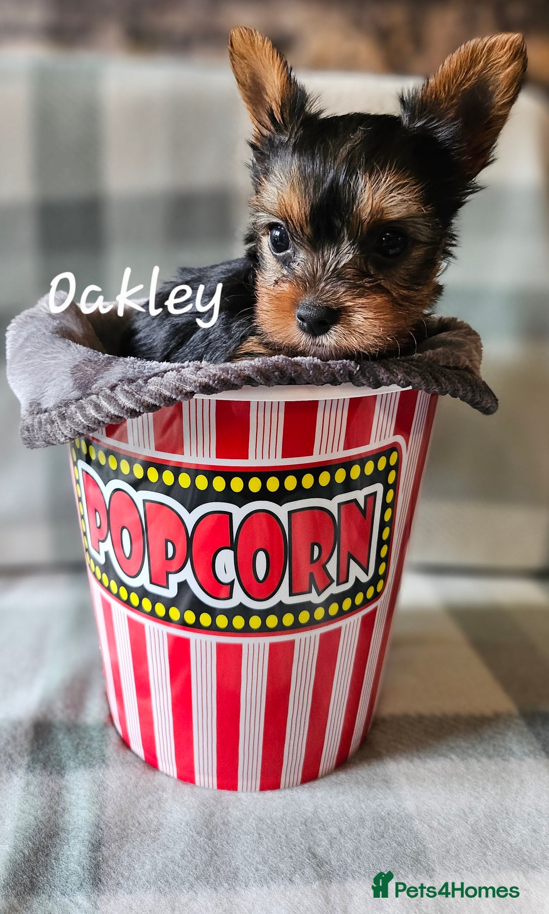 Yorkshire Terrier dogs for sale: miniature toy yorkie pups - Image 14