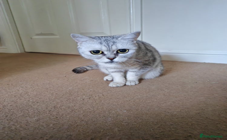British Shorthair cats - Advert 14