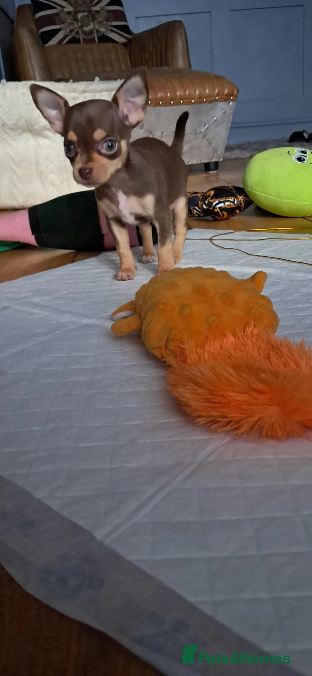 Mixed Breed dogs for sale: Beautiful Babies  - Advert 19