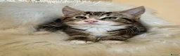 Maine Coon cats for sale: 🐾 Five Beautiful Maine Coon Cross Kittens - Advert 3