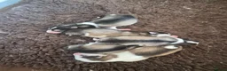 Alaskan Malamute dogs for sale: Pedigree Alaskan Malamutes Puppies - Advert 3