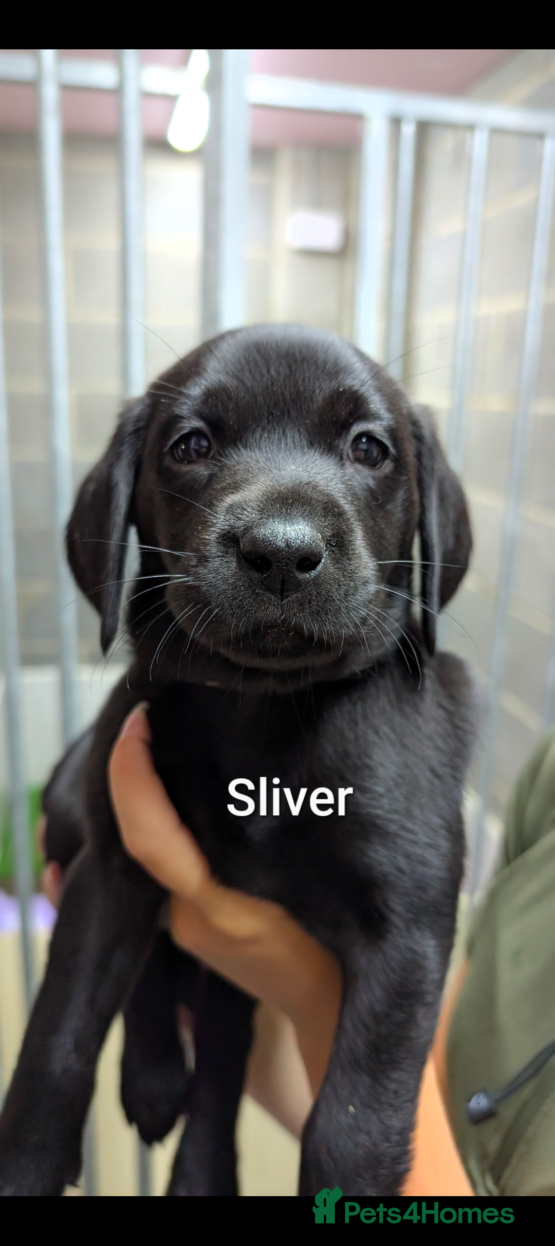 Labrador Retriever dogs for sale: Stunning black KC registered working Labradors  - Image 14