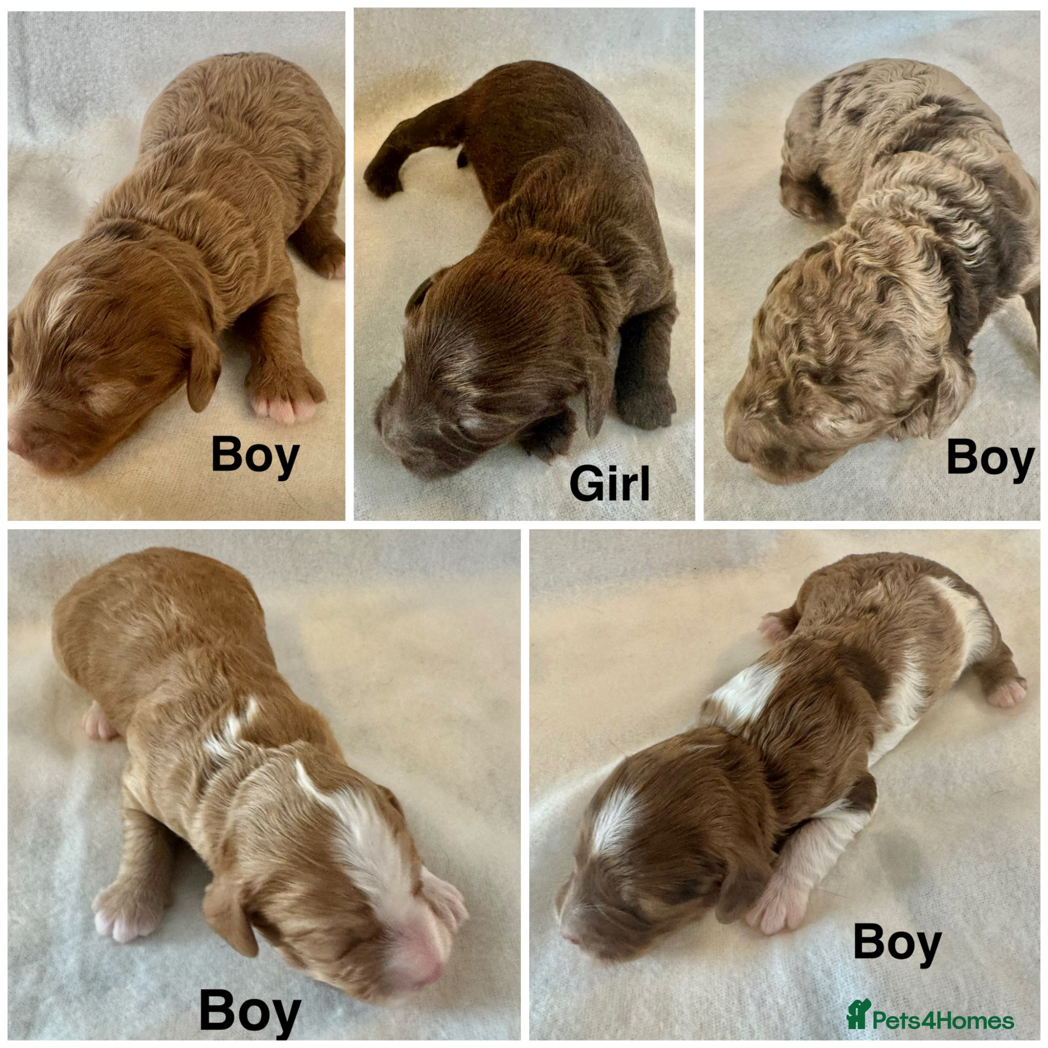 Cockapoo dogs DNA Clear, Last  Adorabl Cockapoos Ready 4th June  - Advert 2