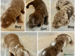 Cockapoo dogs DNA Clear, Last Adorabl Cockapoos Ready 4th June - Advert 2