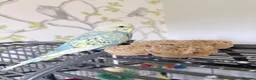 Budgerigars birds for sale: Pretty baby budgies for sale. - Advert 4