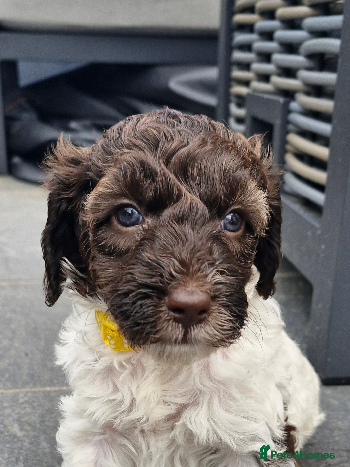 Sproodle dogs 🐾 READY NOW, LAST ONE, Girl Sproodle Puppy left🐾 - Advert 1