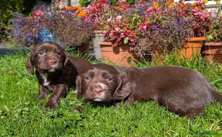 Sprocker dogs - Advert 2