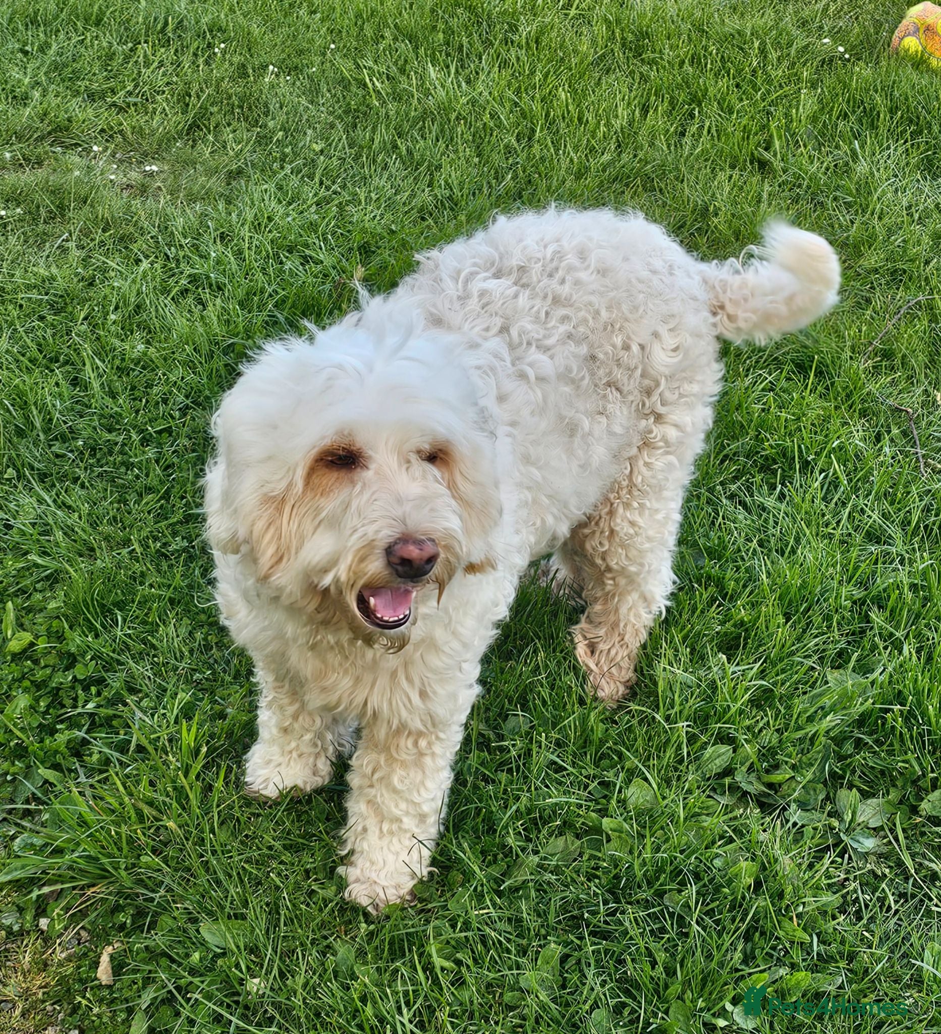 Bordoodle dogs Handsome chunky boy READY NOW - Advert 2