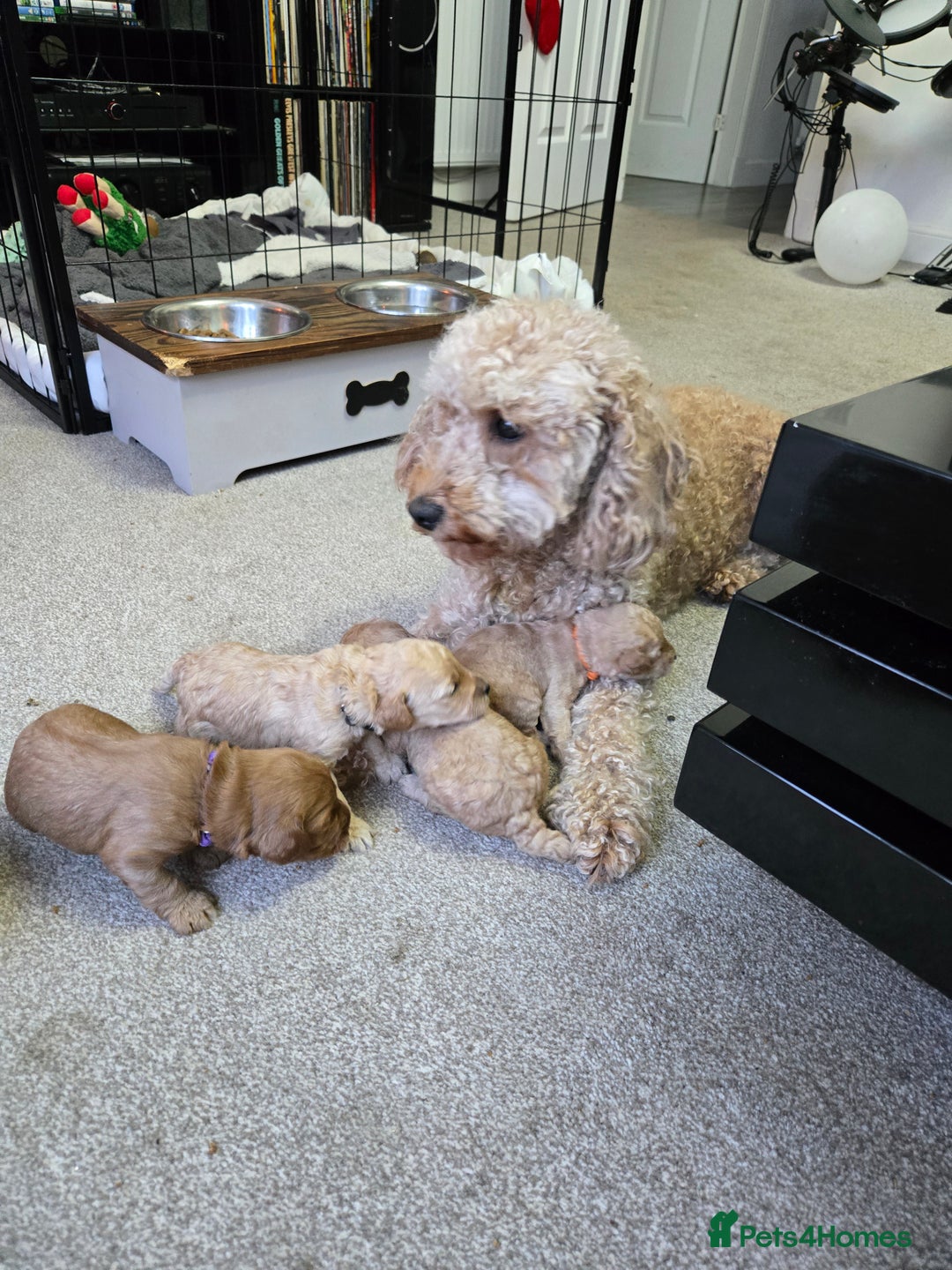 Cockapoo dogs for sale: 6 male Cockapoo puppies. Ready 13th Jan.  - Advert 4