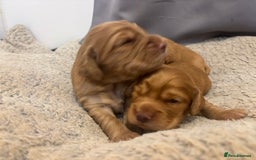 Cocker Spaniel dogs for sale: Working fox red/ginger cocker spaniels  - Image 22
