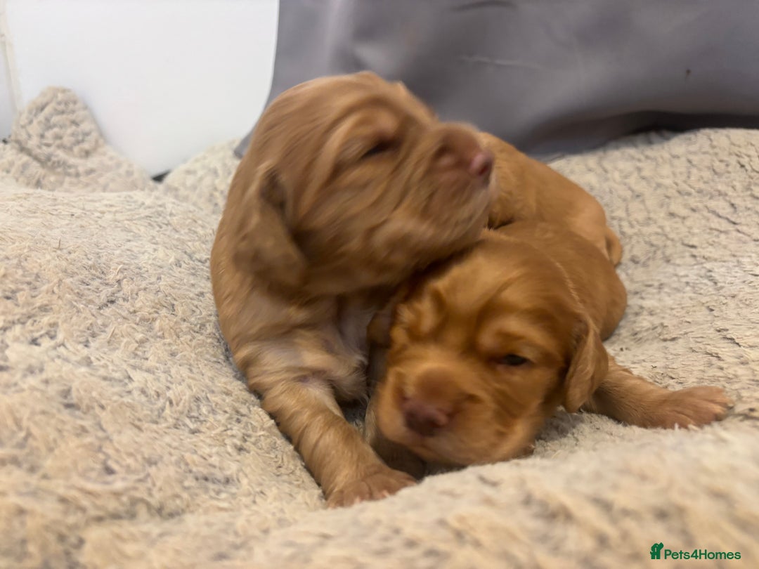 Cocker Spaniel dogs for sale: Working fox red/ginger cocker spaniels  - Image 22