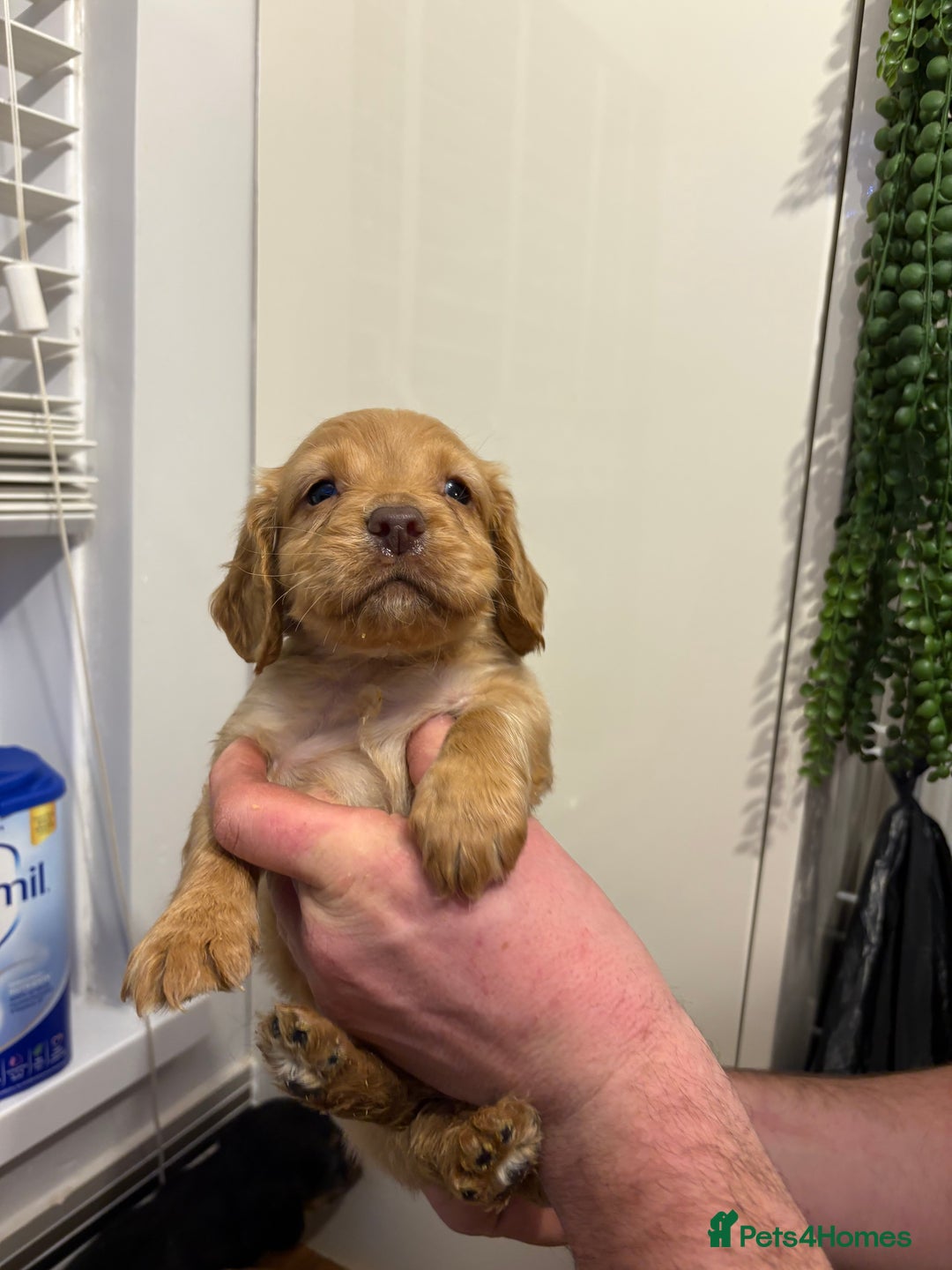 Cocker Spaniel dogs for sale: Working Cocker Spaniel pups - Advert 2