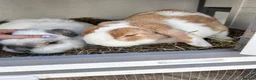Mixed Breed rabbits for sale: Two bonded rabbits  in Farnham - Advert 2