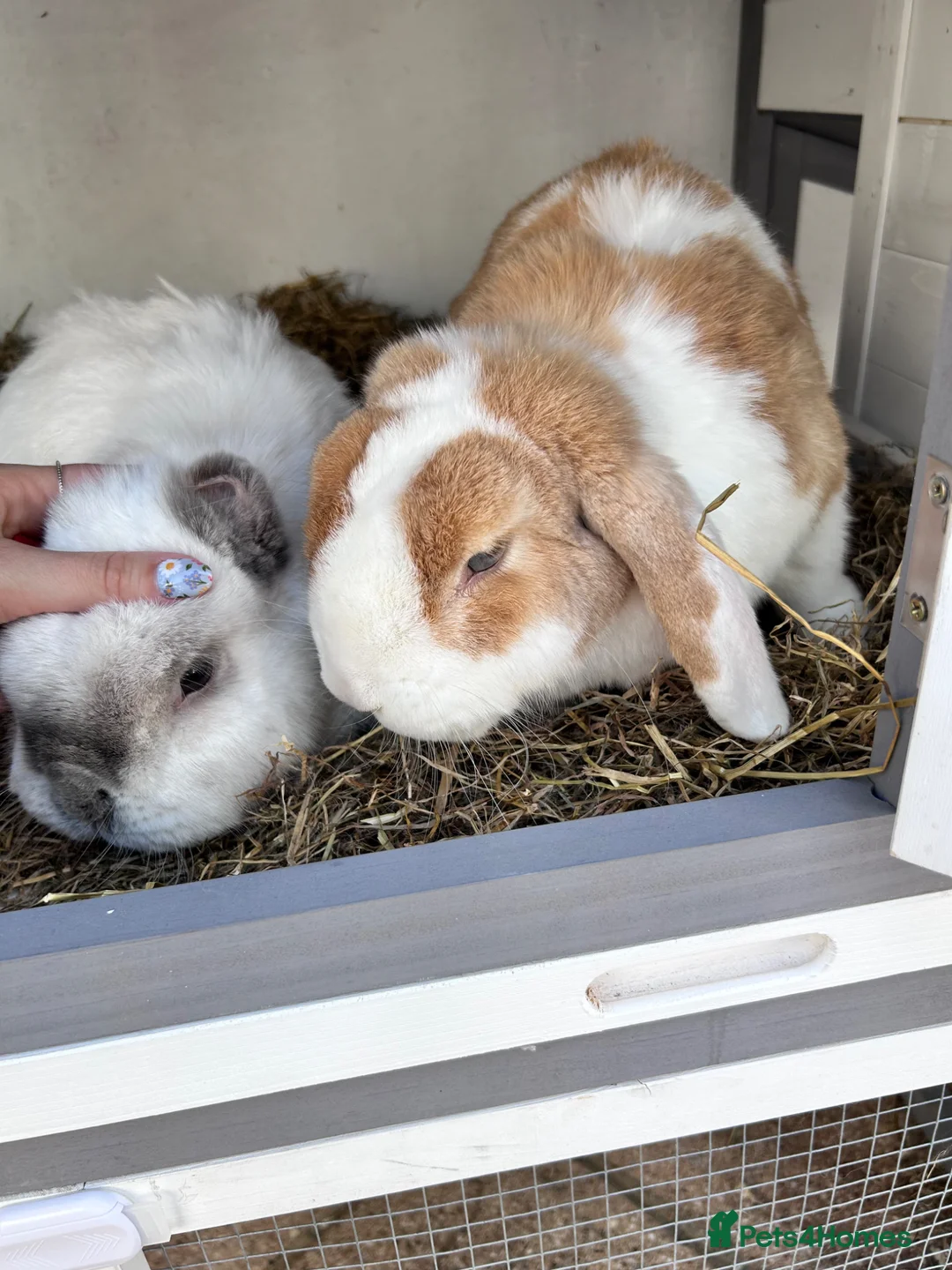 Mixed Breed rabbits for sale: Two bonded rabbits  in Farnham - Advert 2