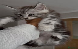 Maine Coon cats for sale: Outstanding pedigree kittens - Image 7
