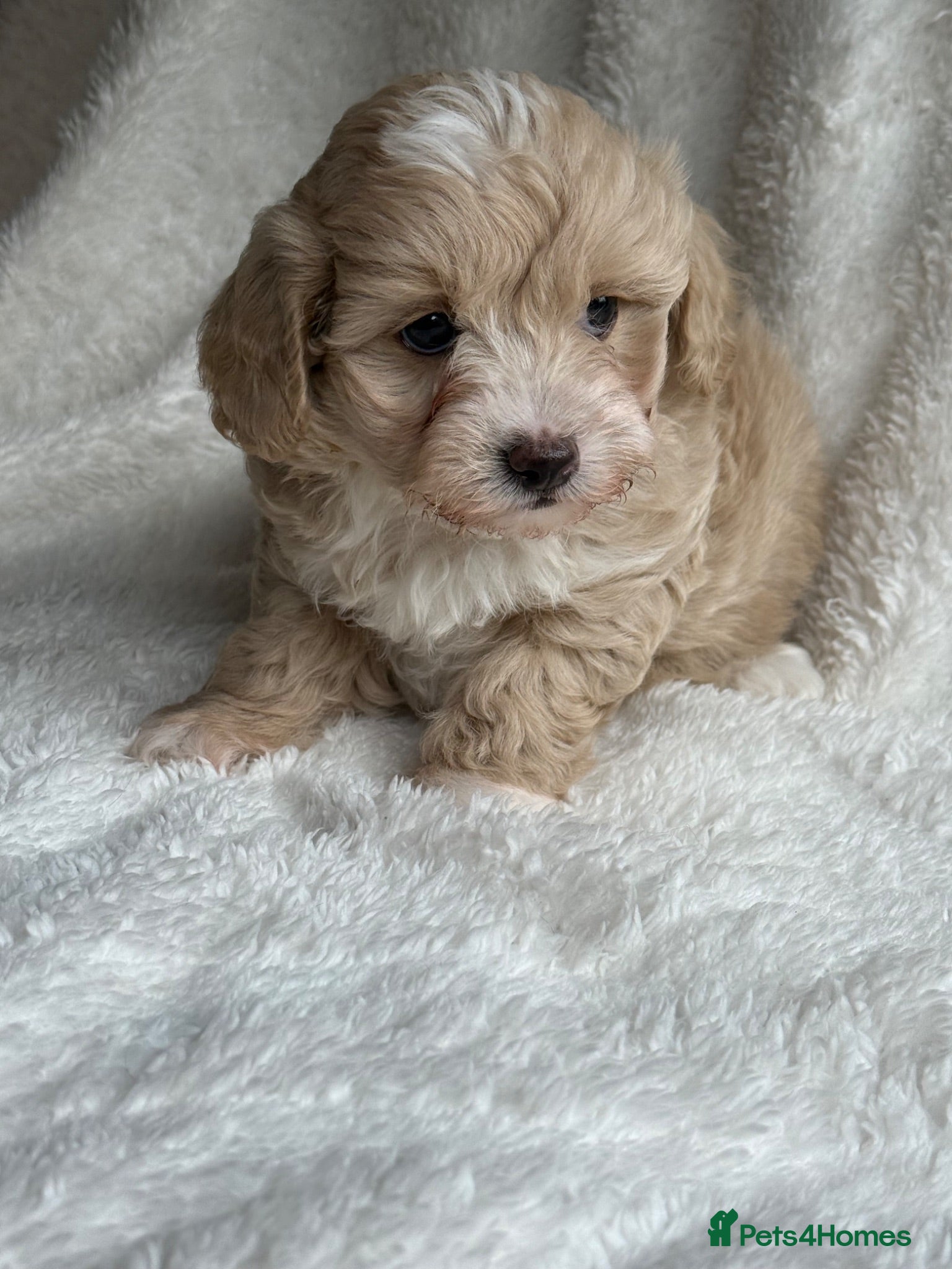 Maltipoo dogs Stunning Maltipoo’s - Advert 1