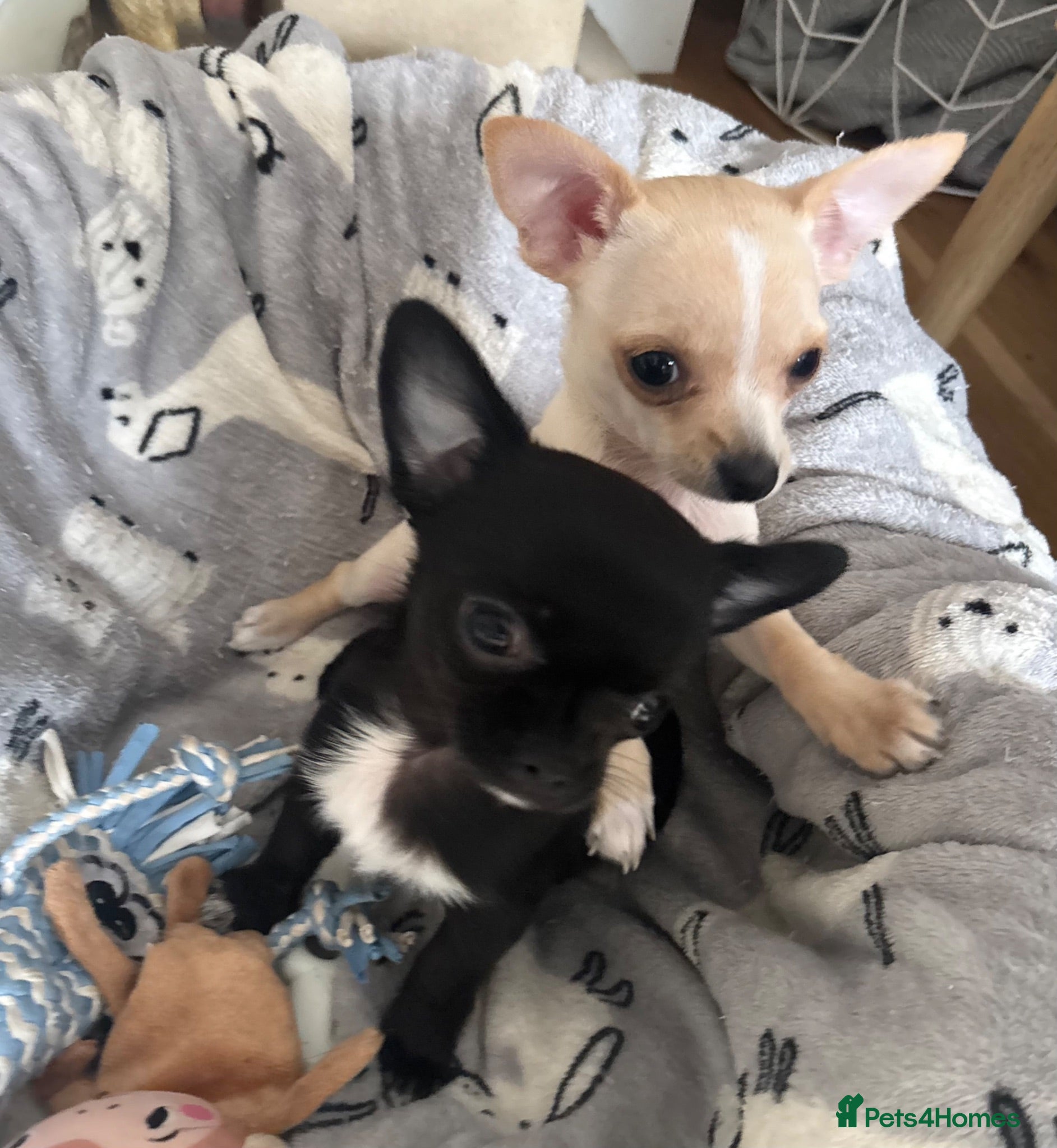 Chihuahua dogs Gorgeous Chihuahua Puppies  - Advert 21