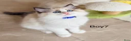 Ragdoll cats for sale: Elite TICA Ragdoll Kittens from Champion Lines  - Advert 12