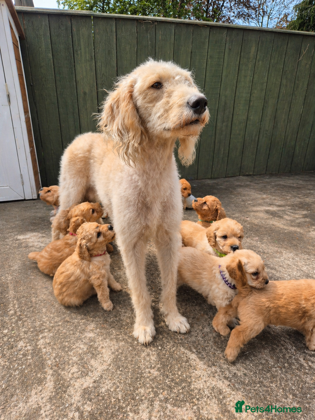 Labradoodle dogs 🐾 12 Beautiful F1b Labradoodle Puppies 🐾 - Advert 2