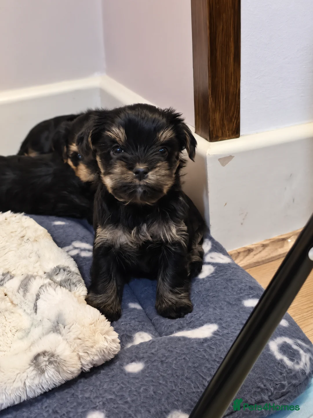Yorkshire Terrier dogs for sale: Mini Yorkshire Terrier up to 2.2kg - Advert 2