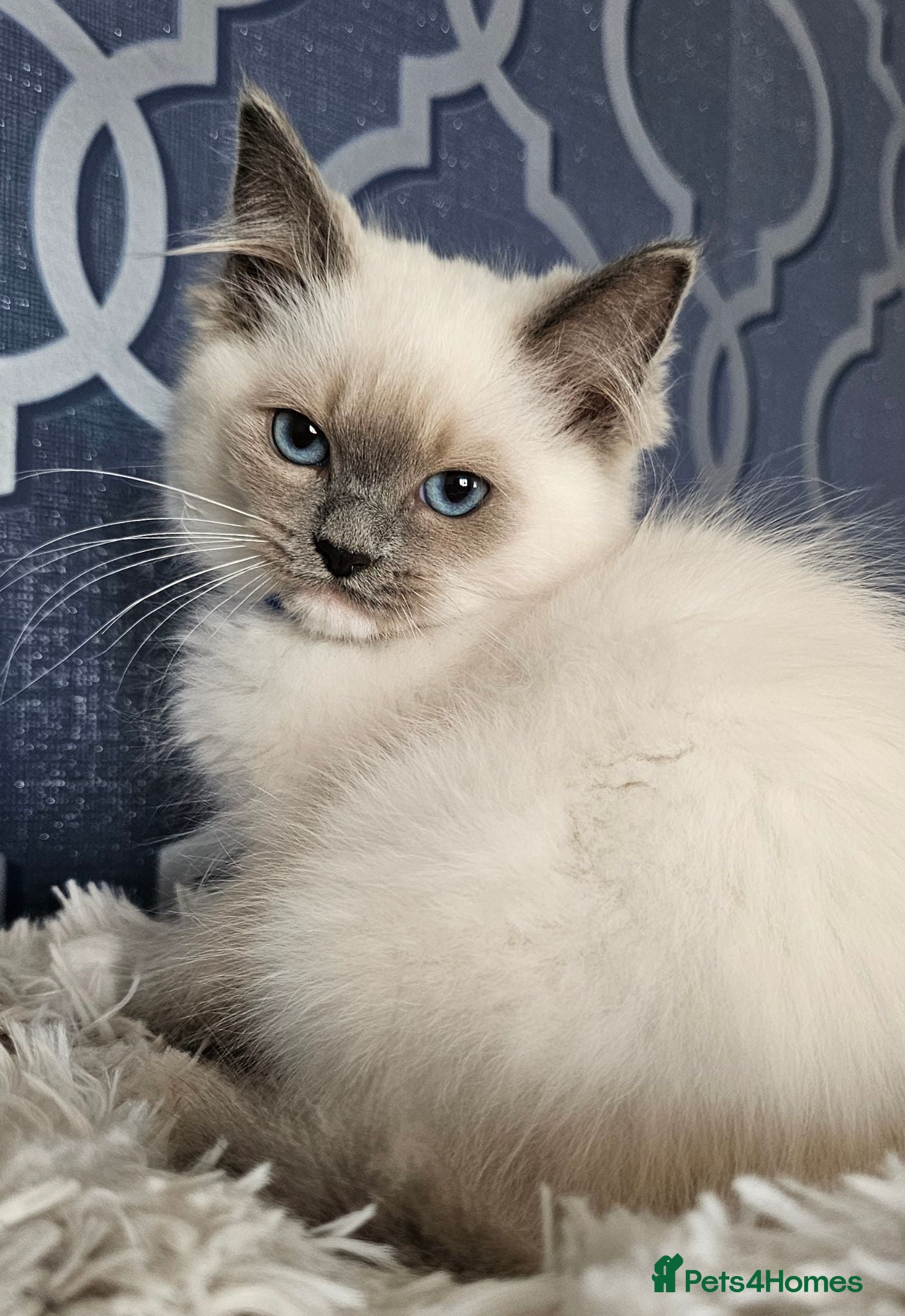Ragdoll cats READY NOW GCCF registered kittens  - Advert 1