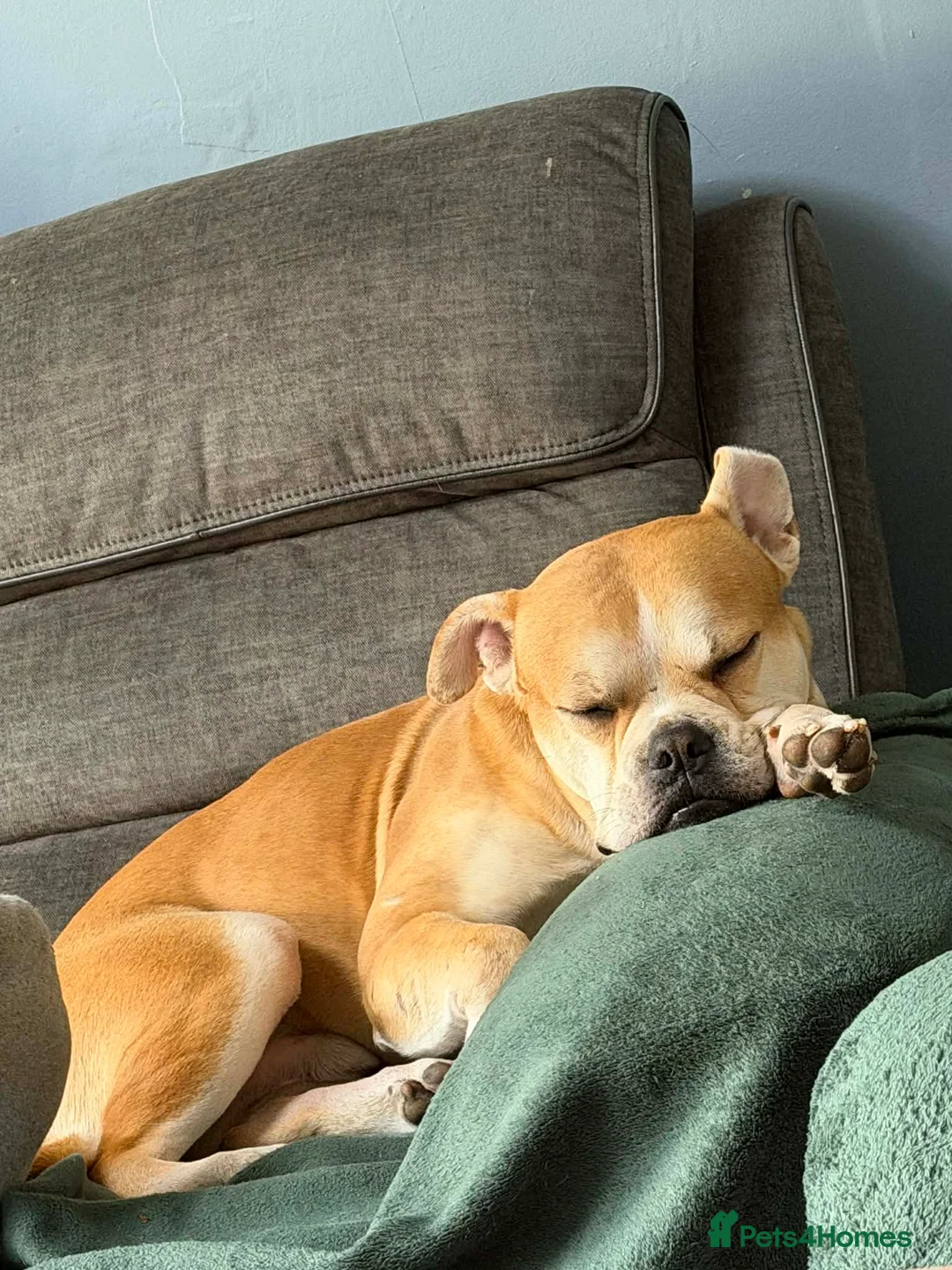 Old Tyme Bulldog dogs for sale: Old tyme bulldog  in Shildon - Advert 4