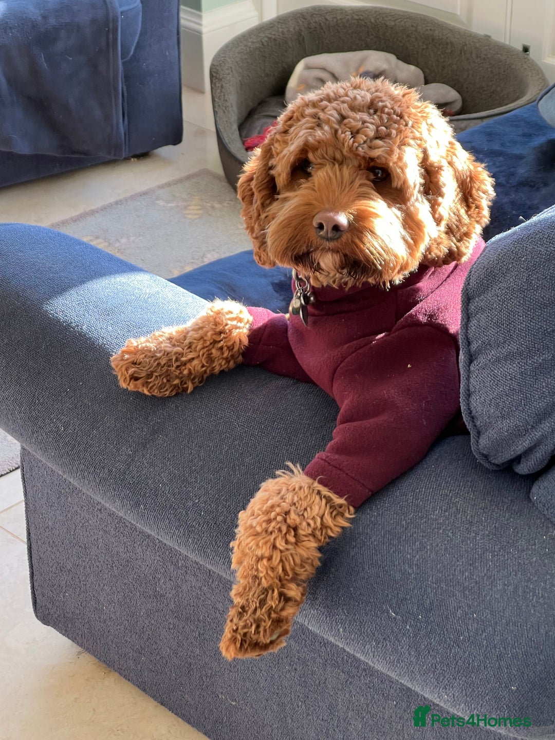 Cavapoo dogs for sale: Stunning F2 Bitch Available  - Advert 6