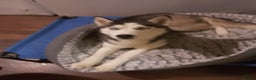 Siberian Husky dogs for sale: Beautiful Siberian Husky Puppy - Advert 17