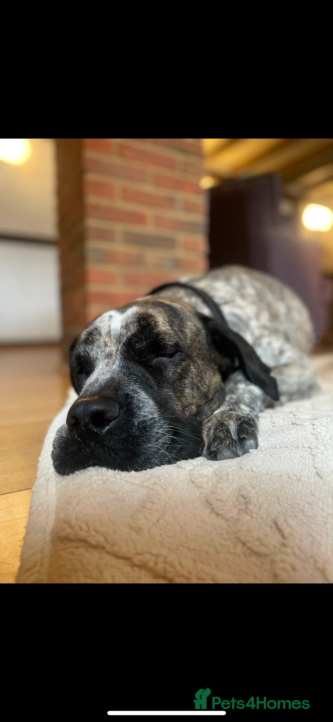 Mixed Breed dogs for sale: Colada the Daniff - Advert 2