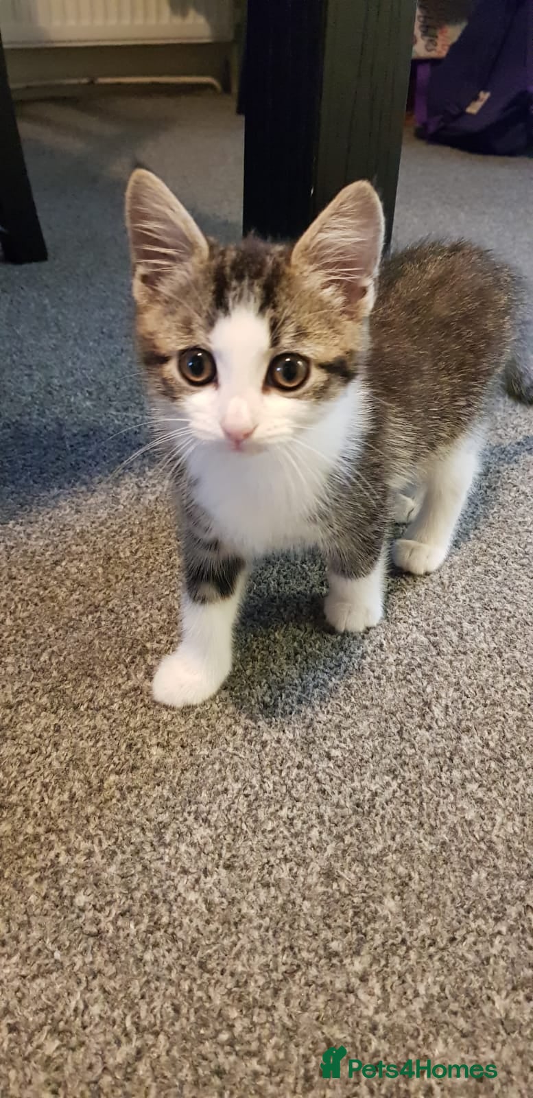Mixed Breed cats 4 kitten for sale - Advert 16
