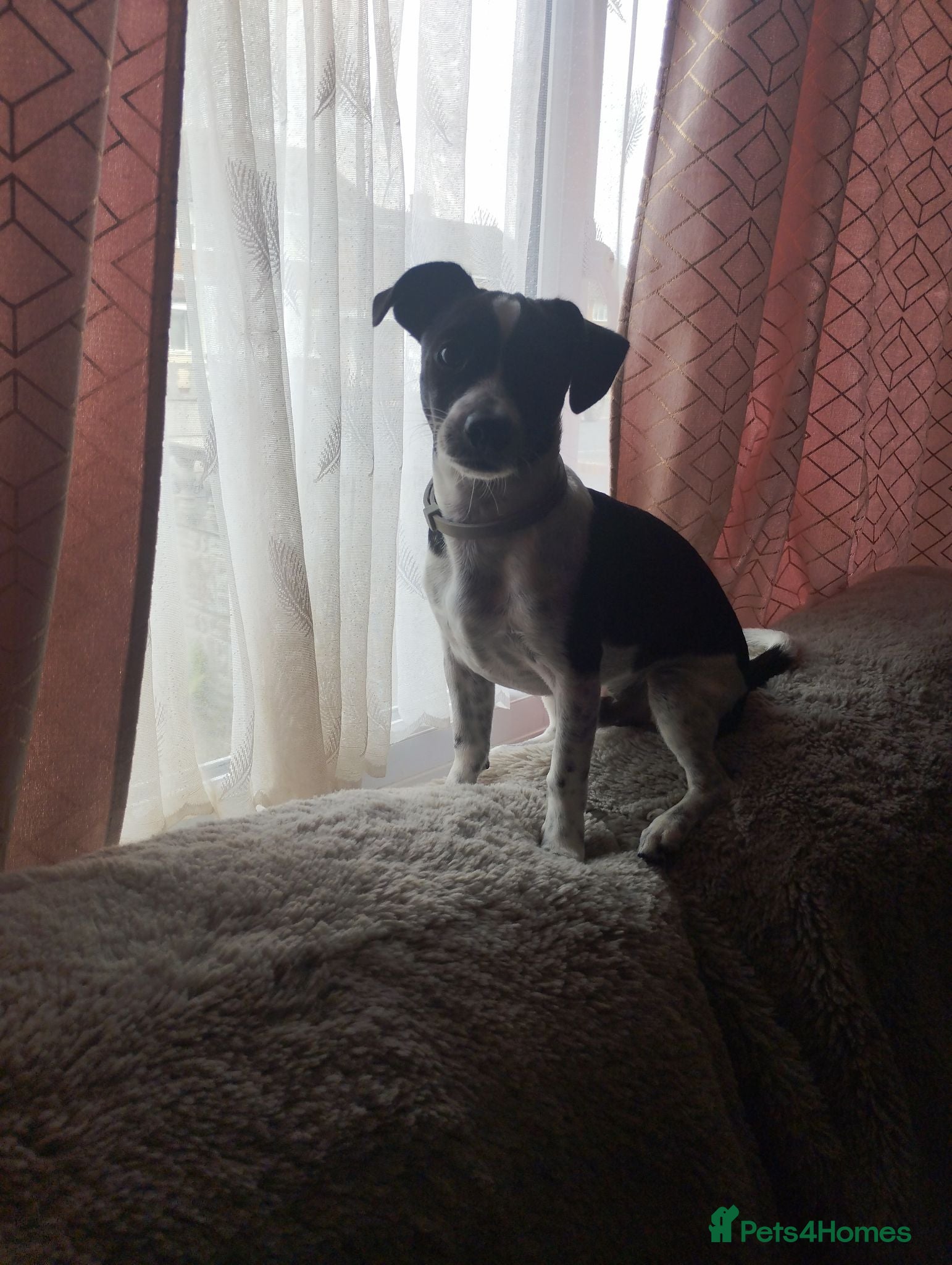 Jack Russell dogs Dobby- jack Russell  - Advert 1