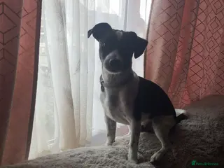 Jack Russell dogs Dobby- jack Russell - Advert 1