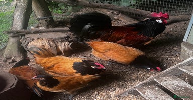 Chickens poultry - Advert 4