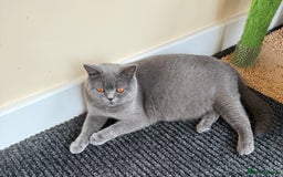 British Shorthair cats for sale: Beautiful health tested bsh kittens  - Image 1
