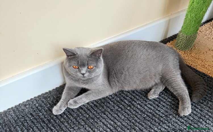 British Shorthair cats - Advert 1